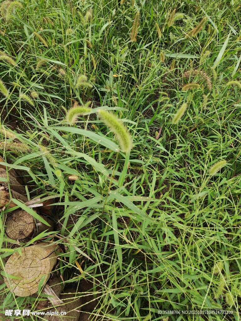 野外丛生的绿色植物