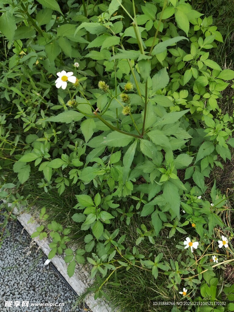 路边绿意盎然的花草植物