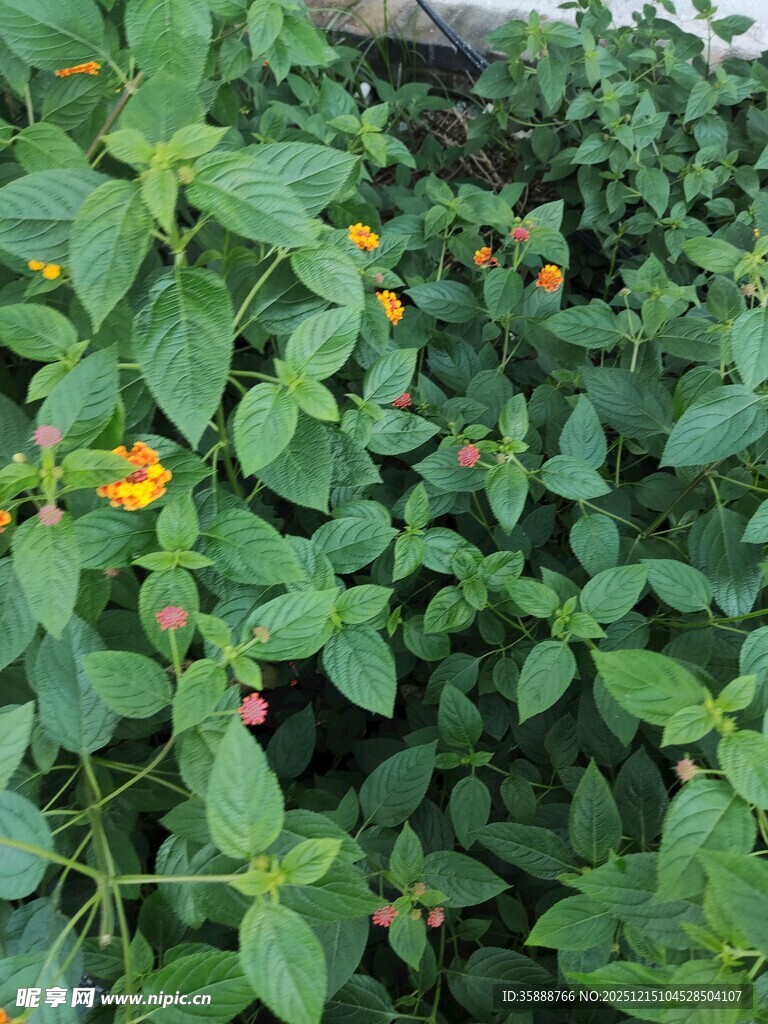 绿叶丛中绽放的多彩小花