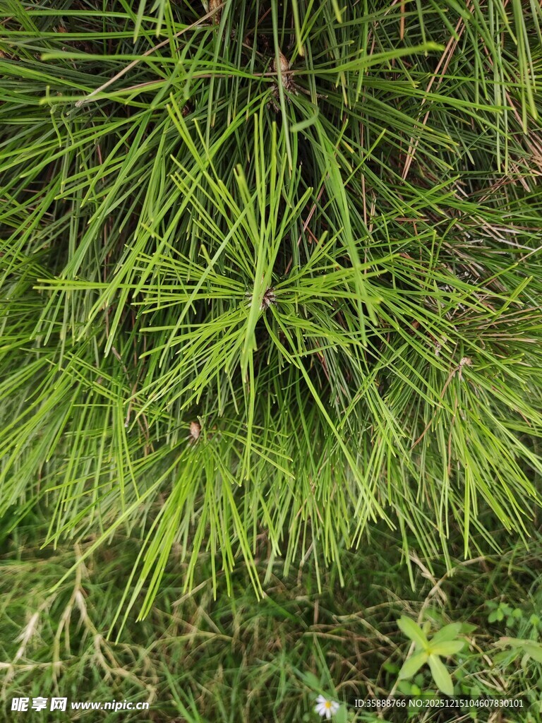 翠绿松针特写
