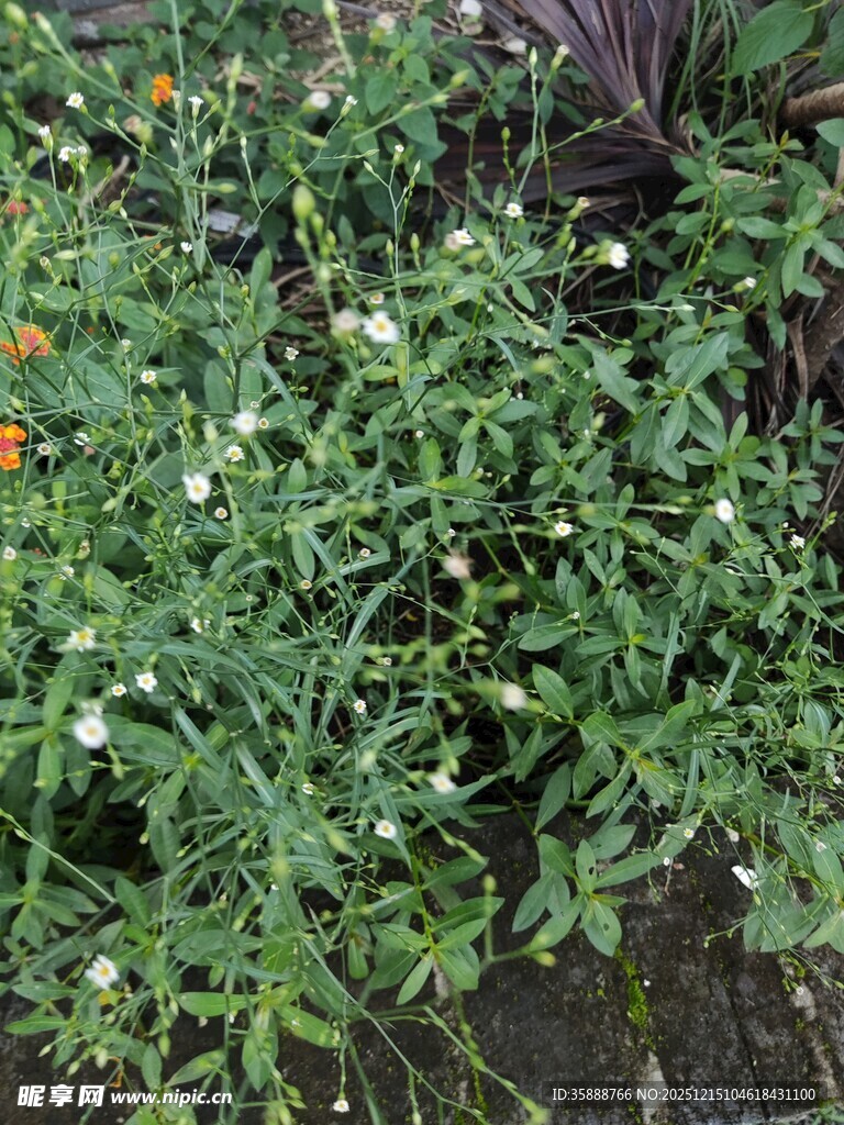 绿叶间的多彩小花