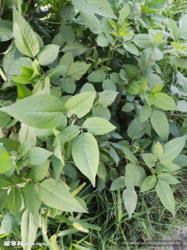 绿叶繁茂的植物景观