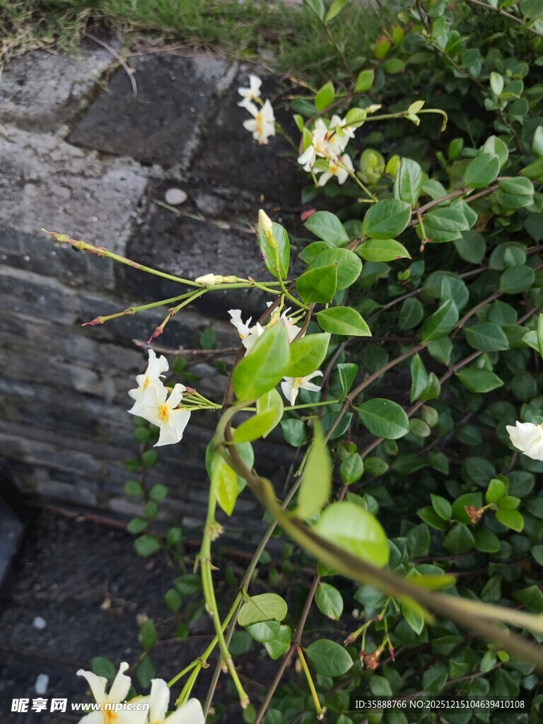 墙边绽放的白色小花