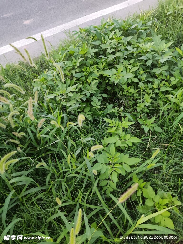 户外繁茂绿植景观