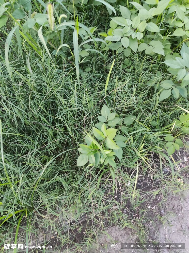 草地中的绿色植物