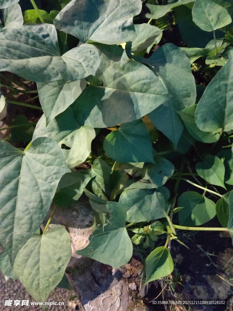 绿叶繁茂的植物景象