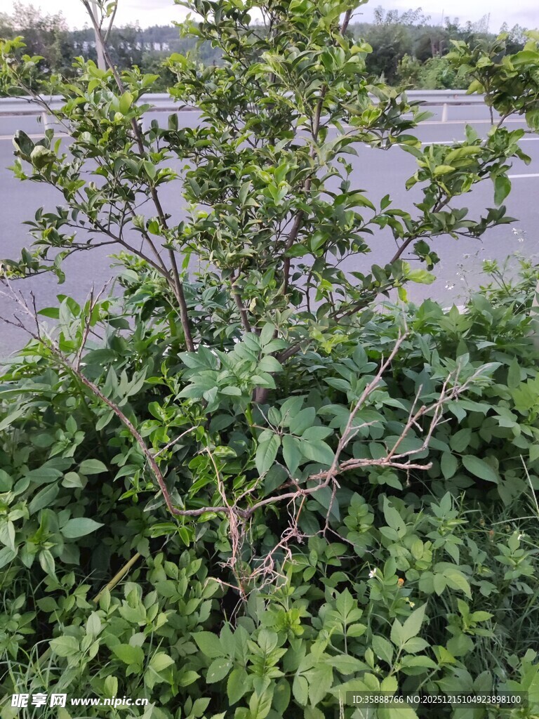 绿叶繁茂的矮小植株