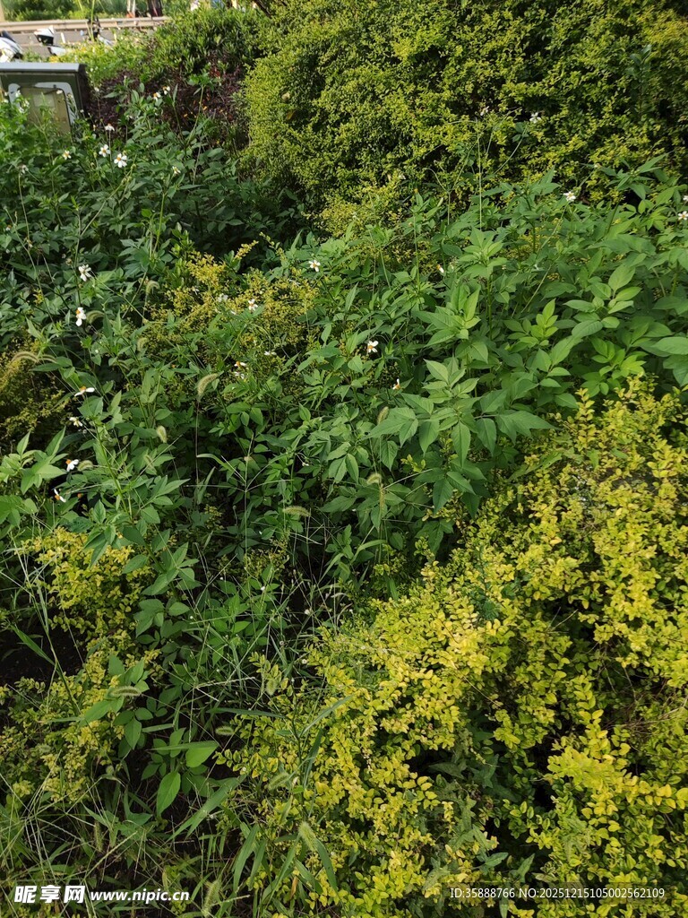 繁茂绿植景观