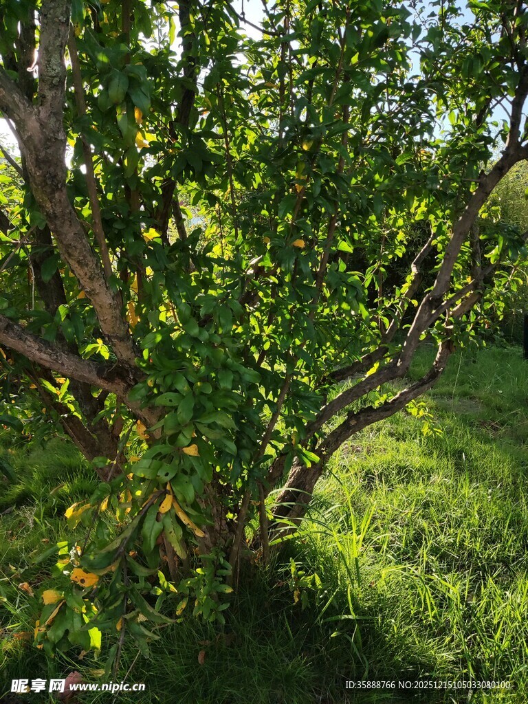 阳光下繁茂的绿树与草地