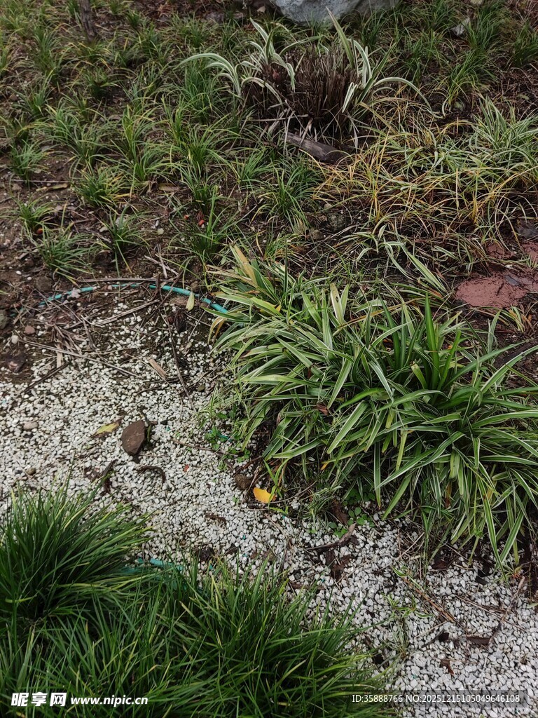 多样绿植装点地面景观