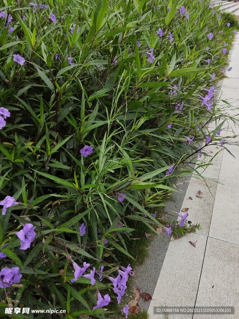路边紫色小花绿植景观
