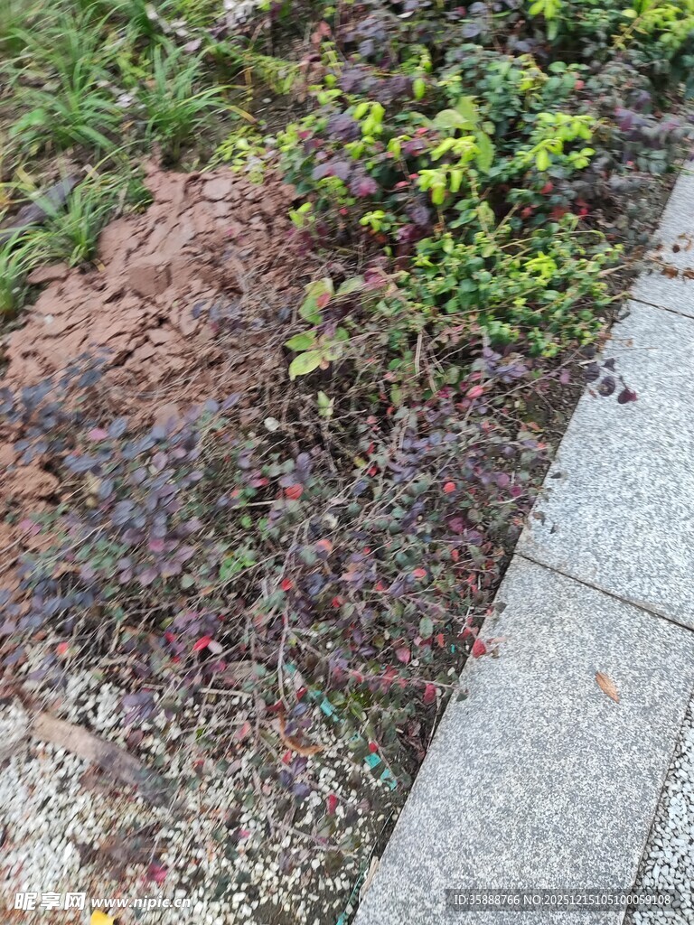 路边绿植旁的裸露土地