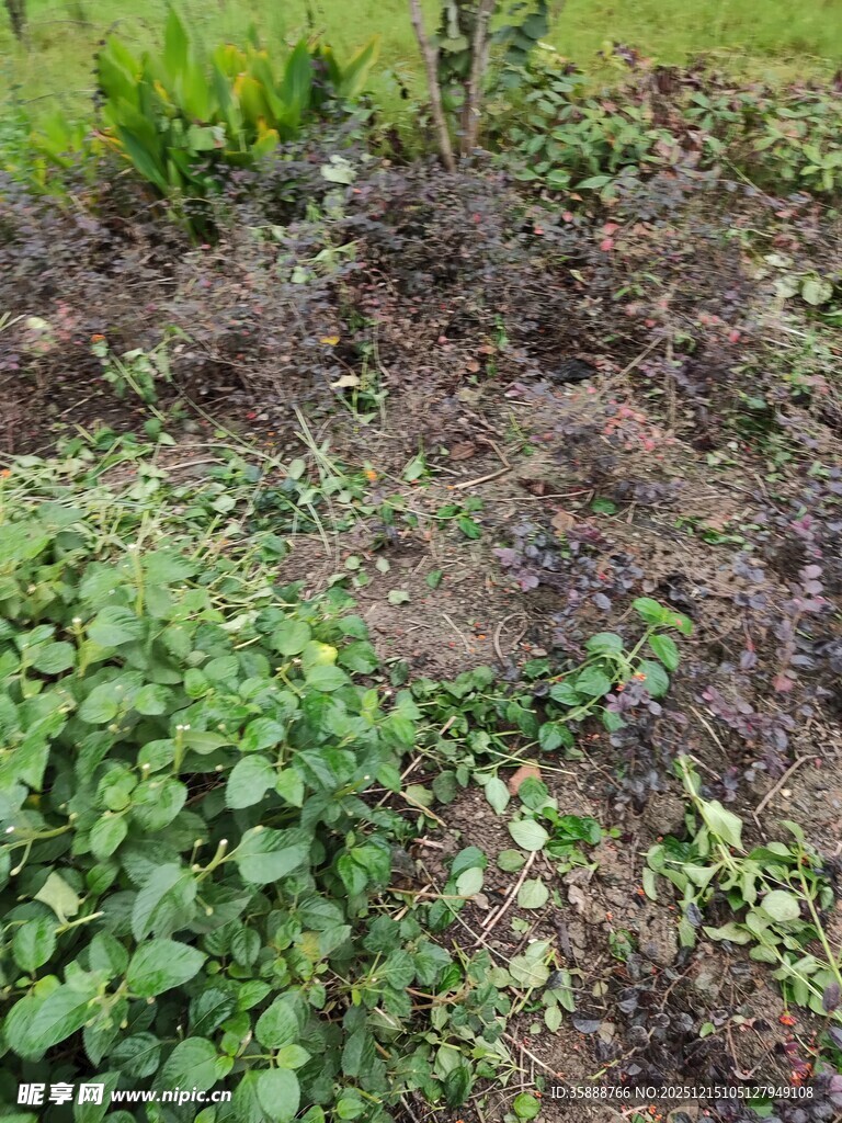 户外繁茂绿植景观