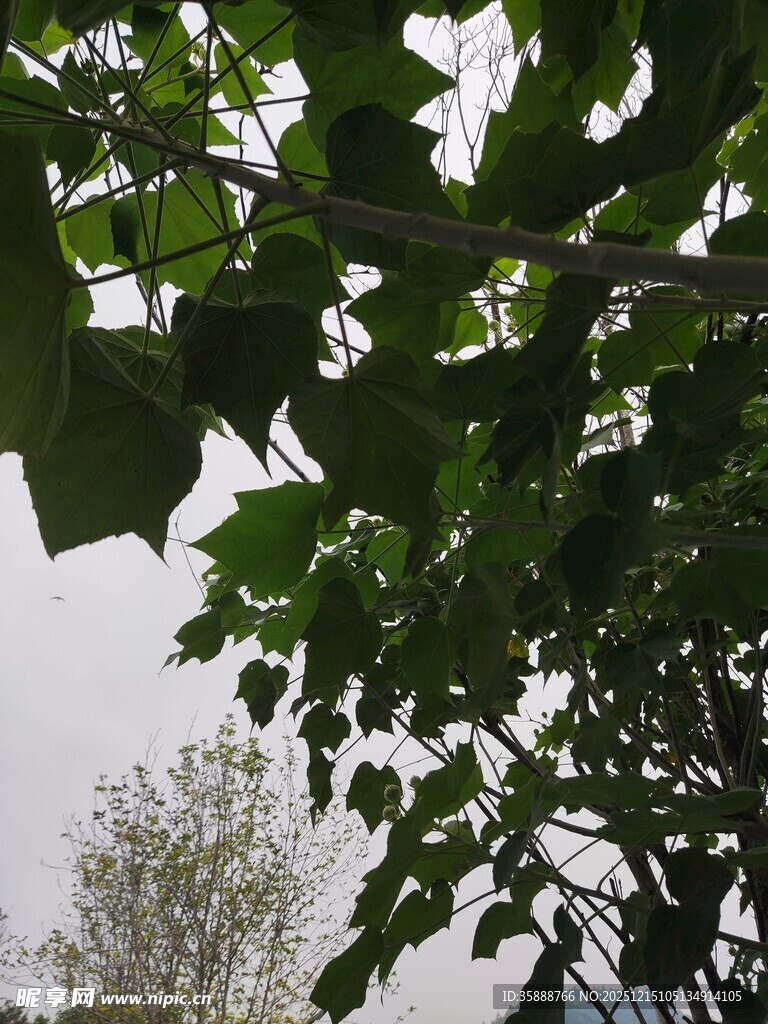 枝叶繁茂的绿树