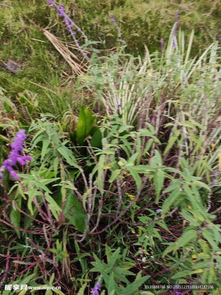野外繁茂的绿植与紫色花朵
