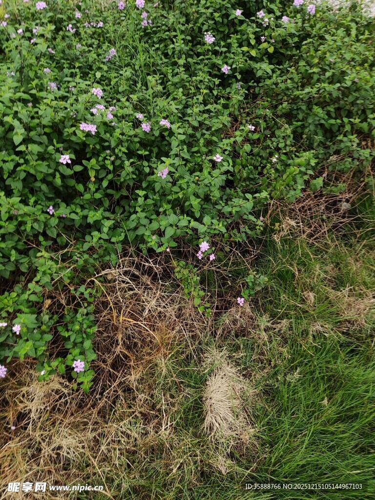 绿叶白花的繁茂植物景观
