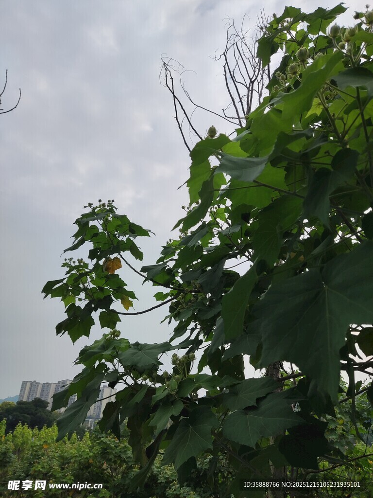 绿叶繁茂的植物景观