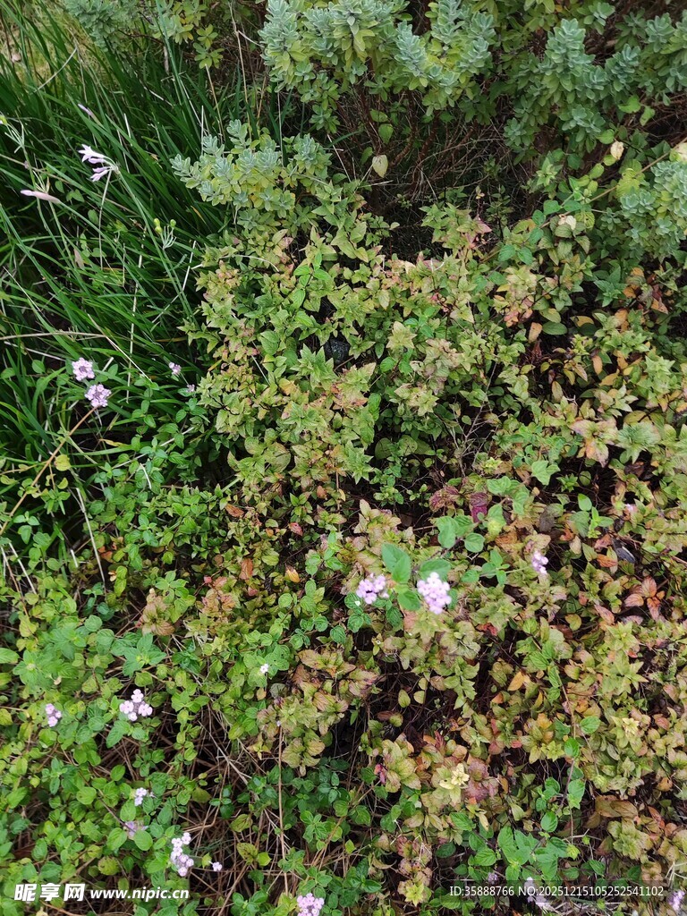 草丛中的小花与绿植