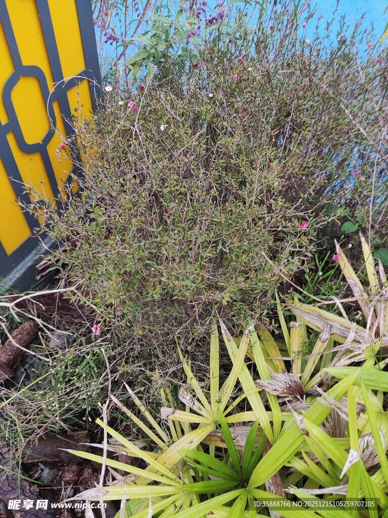 户外多样绿植景观