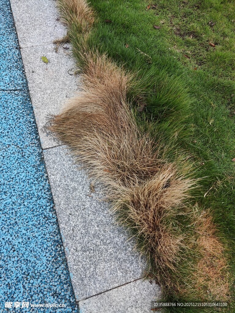 路边枯黄与翠绿交织的草