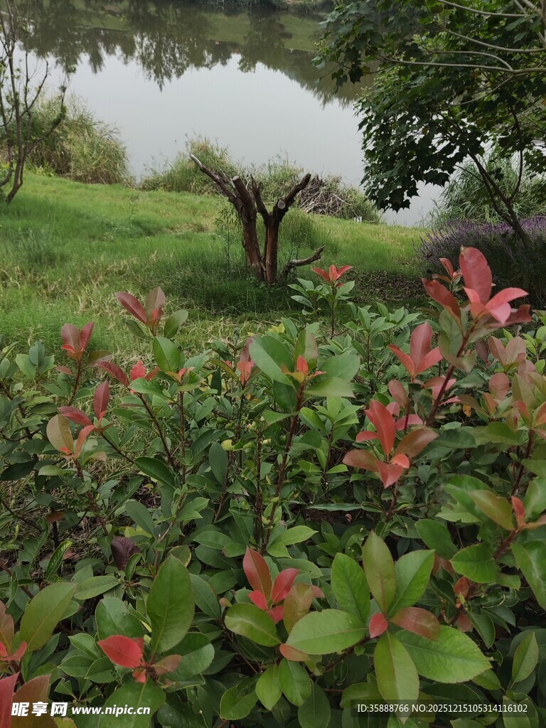 湖畔绿植景观生机盎然