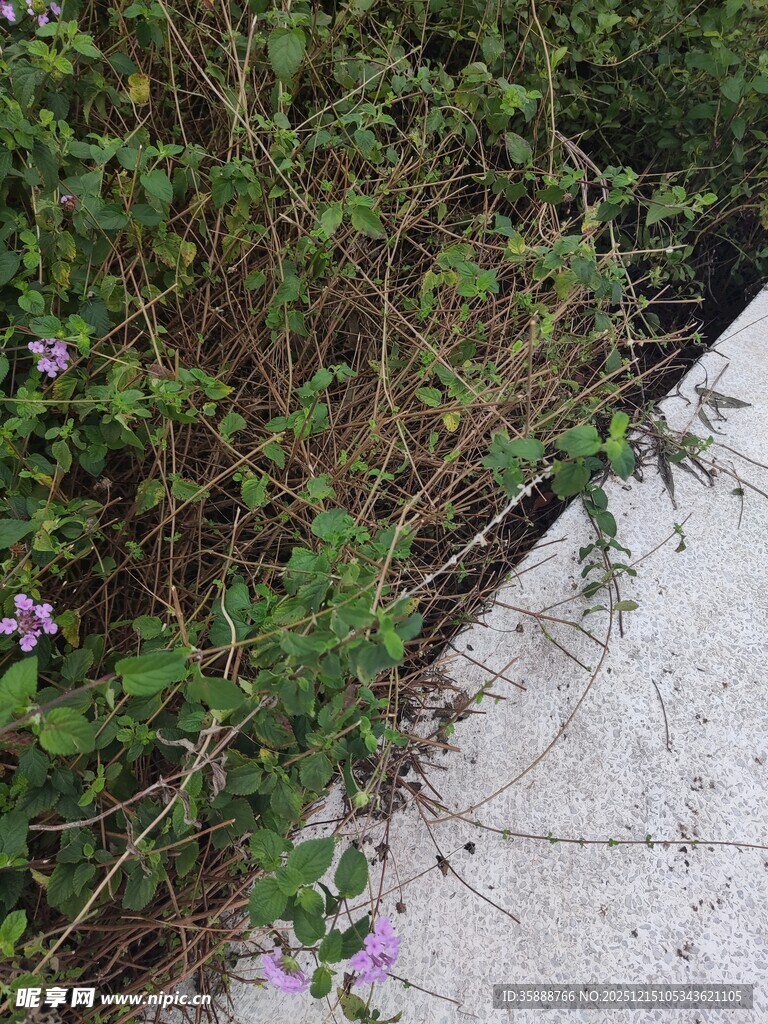 路边繁茂的紫色小花植物