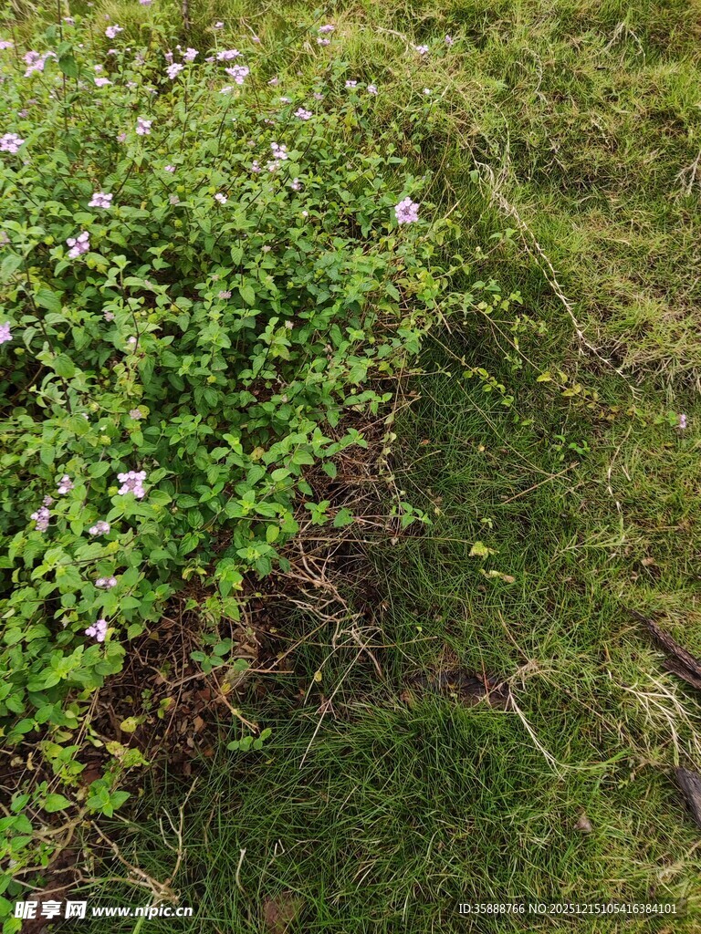 草地中的绿色植物与小花