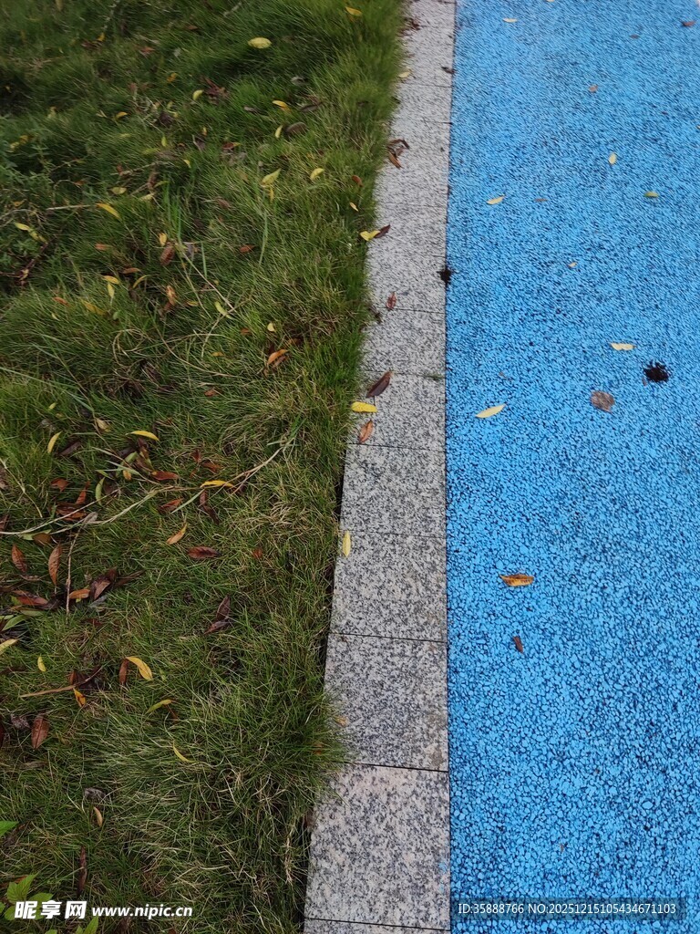 蓝色步道旁的绿植与落叶