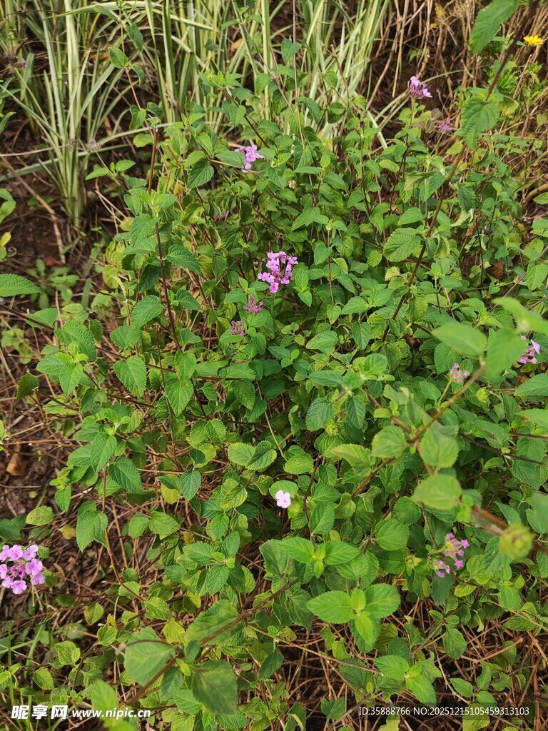 草丛中的紫色小花