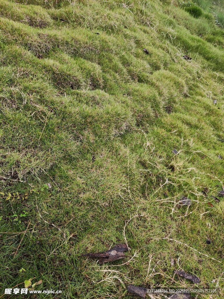绿色草地中的紫色小花