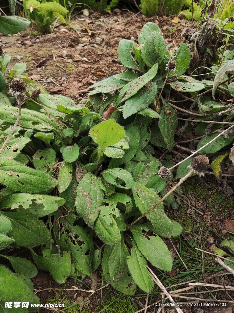 田间生长的绿色植物