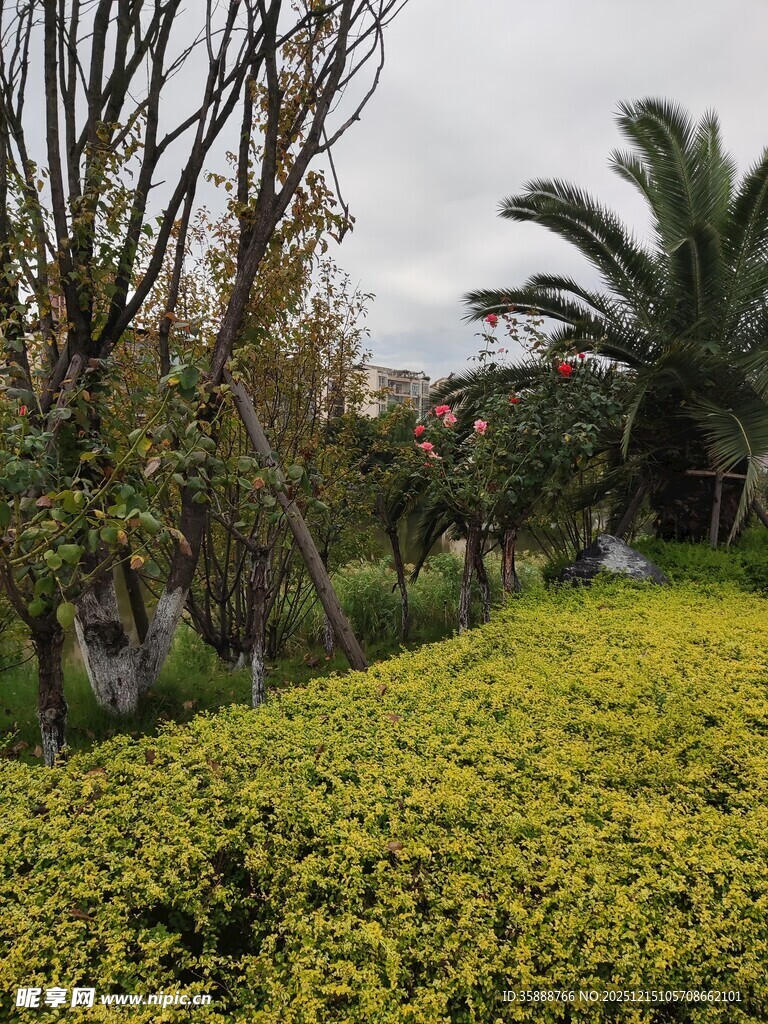 绿意盎然的园林景观