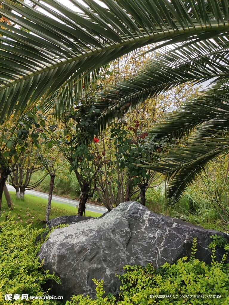 石畔绿植间的自然景致