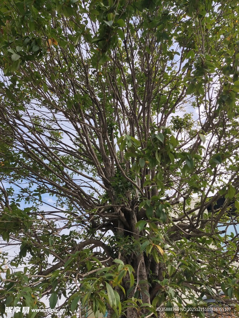 繁茂大树展现自然生机