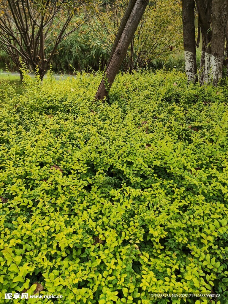 翠绿繁茂的地面绿植景观
