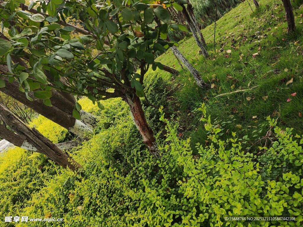 绿意盎然的山林植物景观