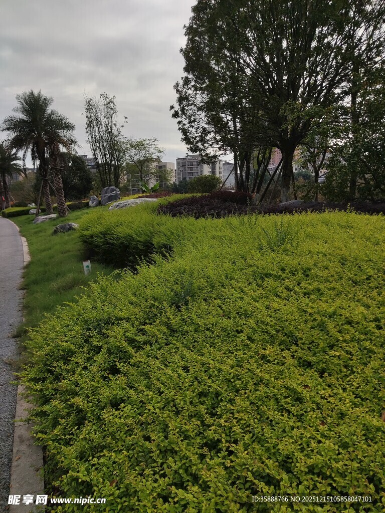 绿意盎然的路边植物景观