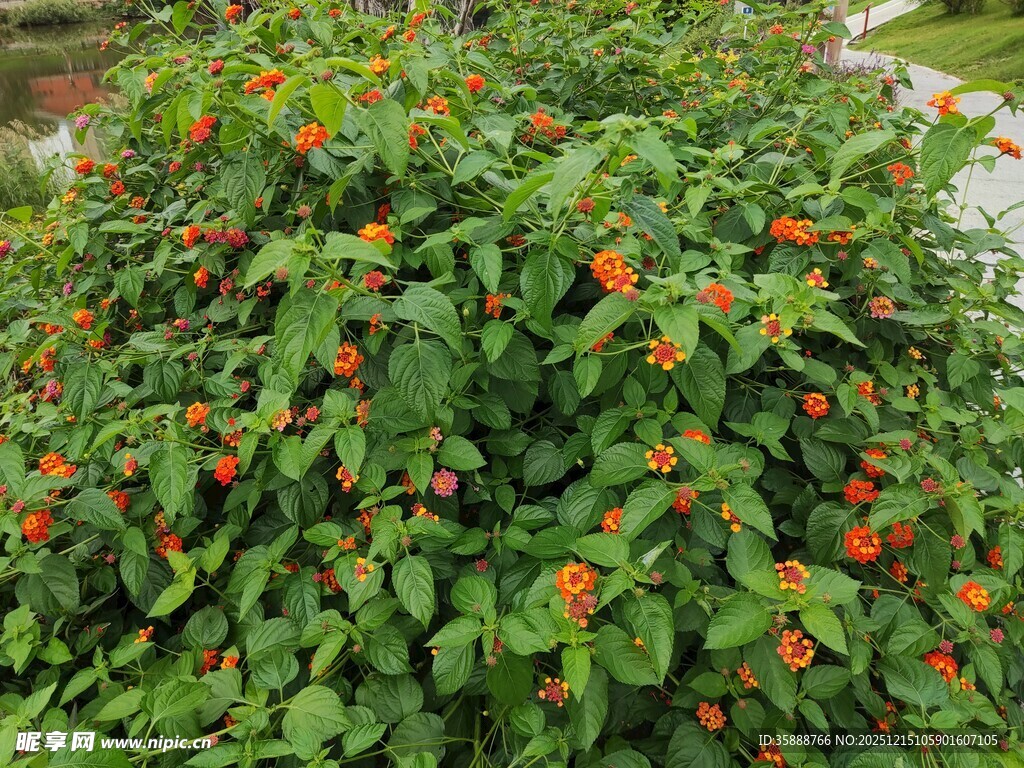 绿叶间的鲜艳橙红花朵