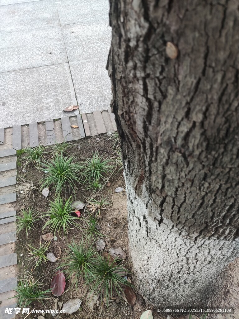 树干底部的白色涂抹痕迹