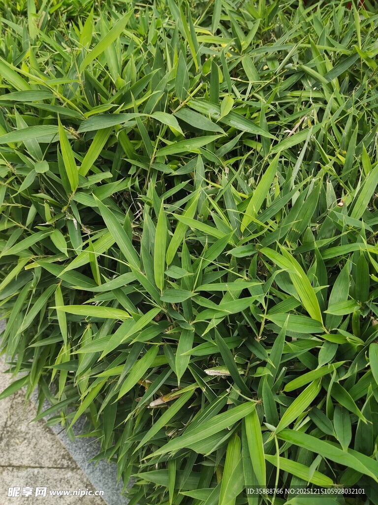 翠绿繁茂的丛生植物