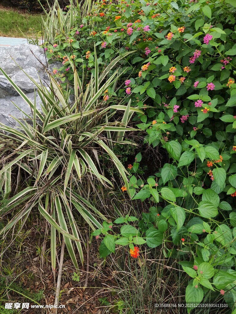 多样绿植展现自然生机