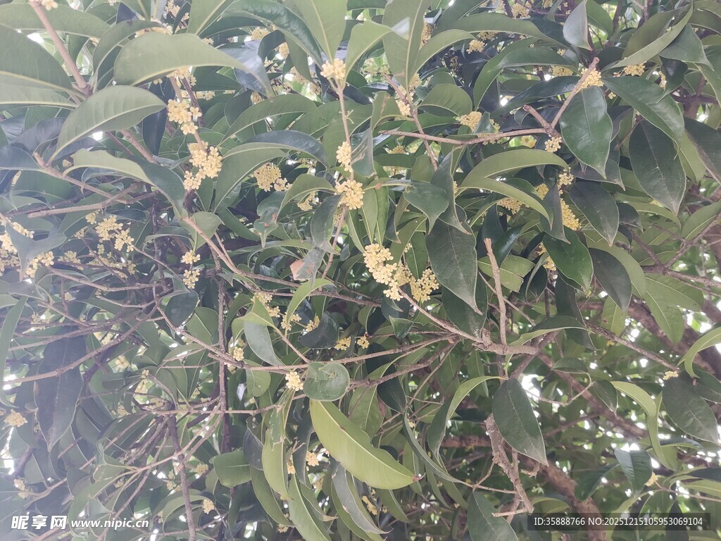 枝头绽放的黄色桂花