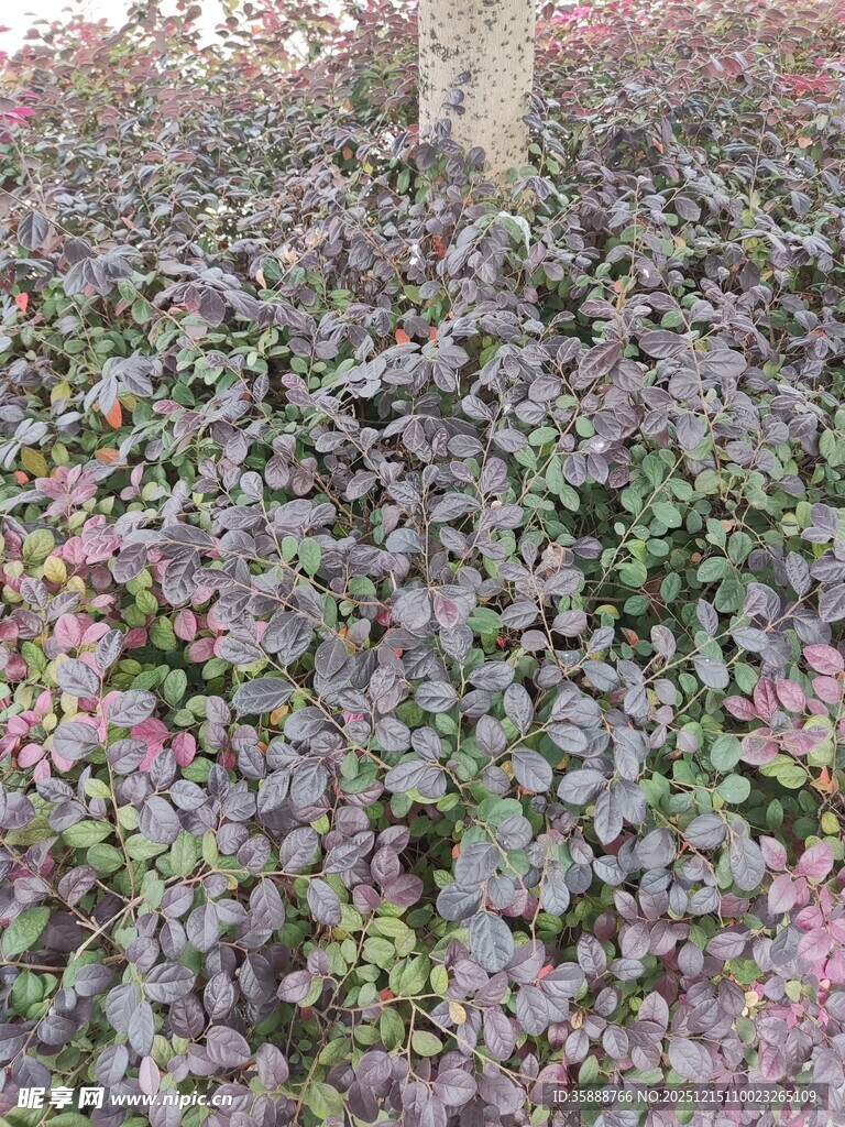 紫色地被植物景观