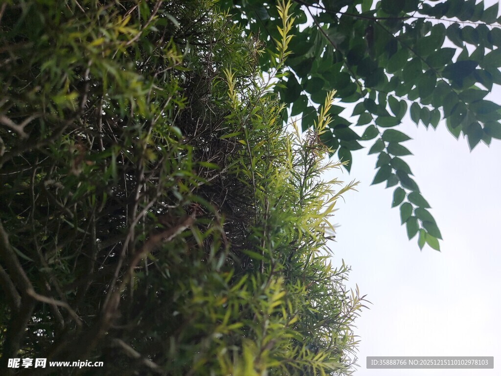 茂密绿植覆盖的陡峭崖壁