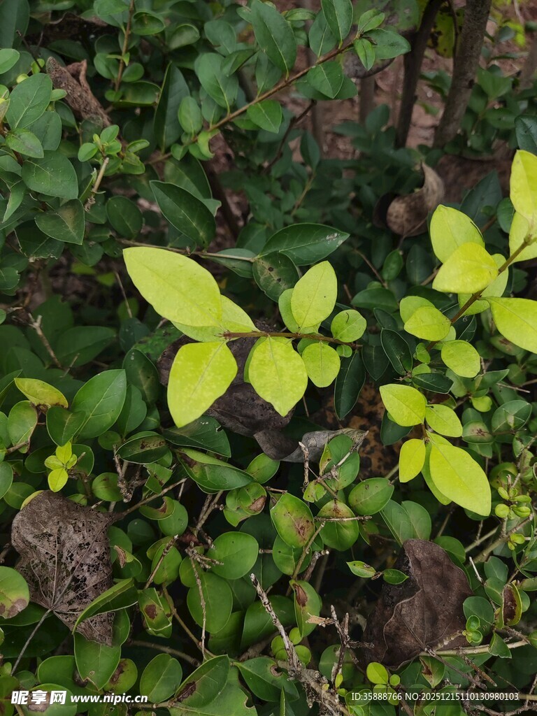 林间嫩绿植物生机勃勃