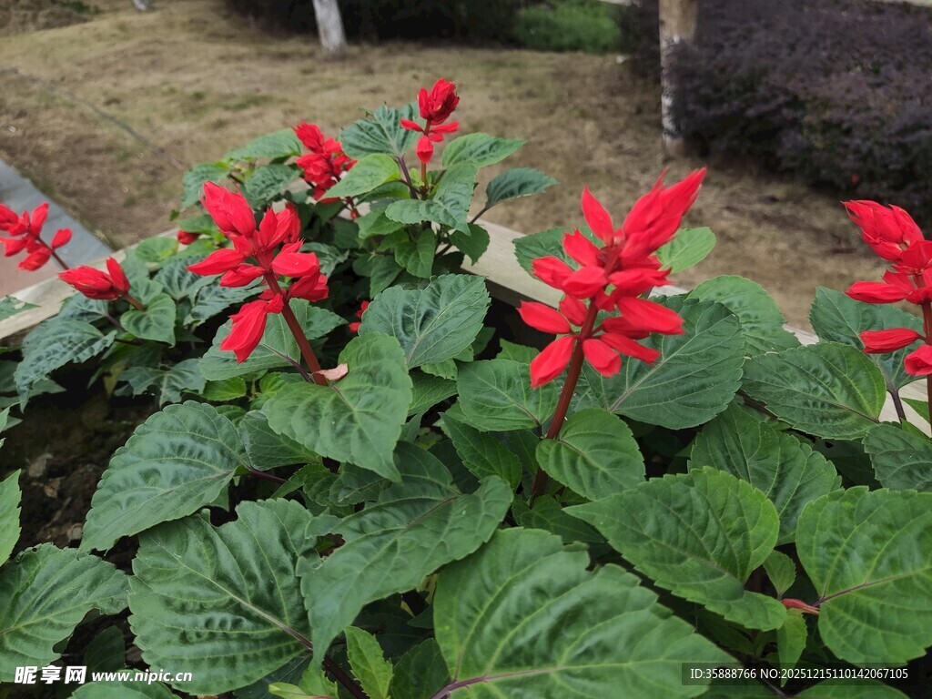 鲜艳一串红绽放绿叶间