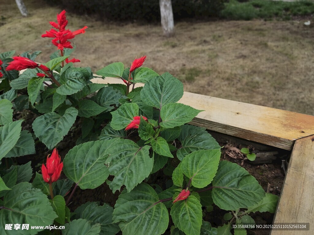 红色花朵绿叶植物景观