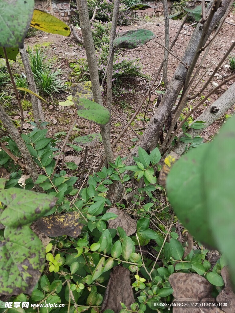 野外植物与枝干景象