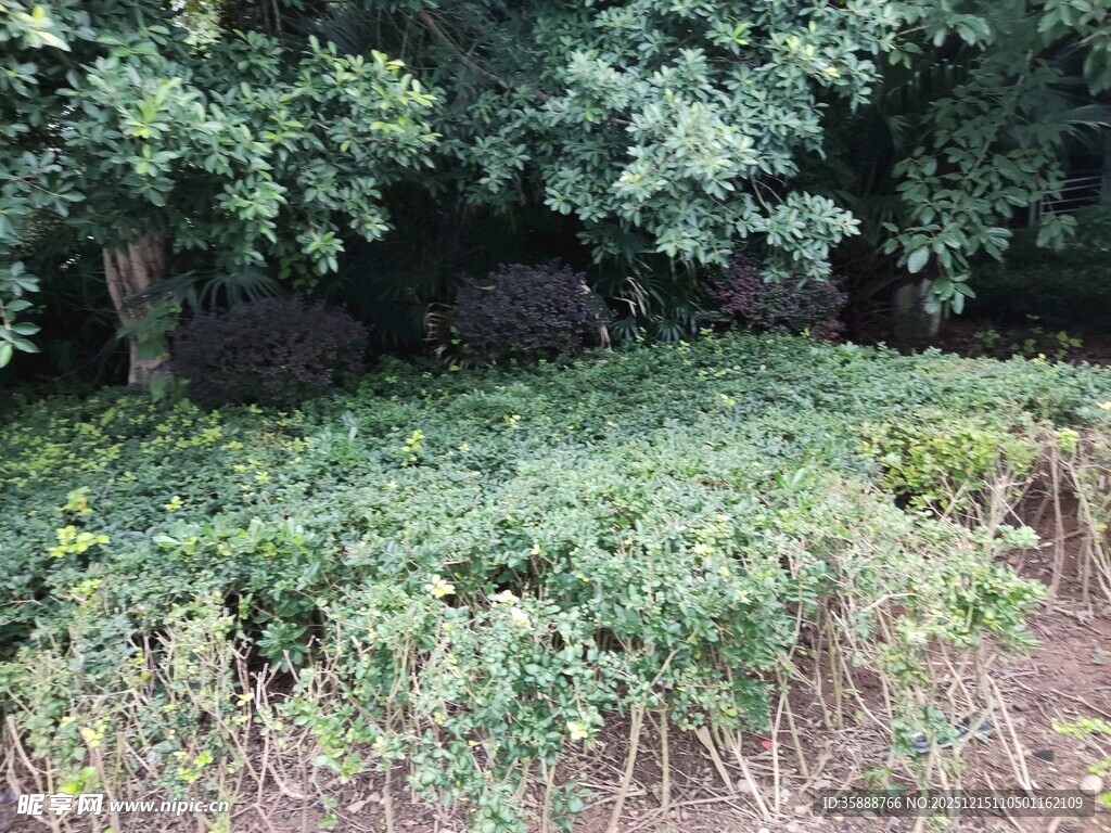 繁茂绿植自然野趣景象