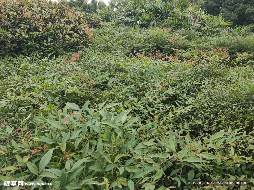 绿意盎然的繁茂植物景观